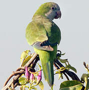 Monk Parakeet