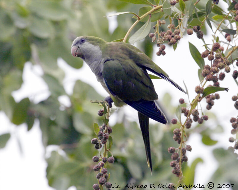 Monk Parakeet