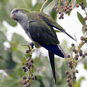 Monk Parakeet