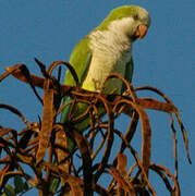 Monk Parakeet