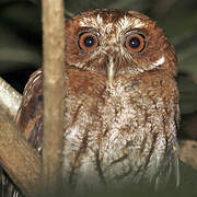 Puerto Rican Screech Owl