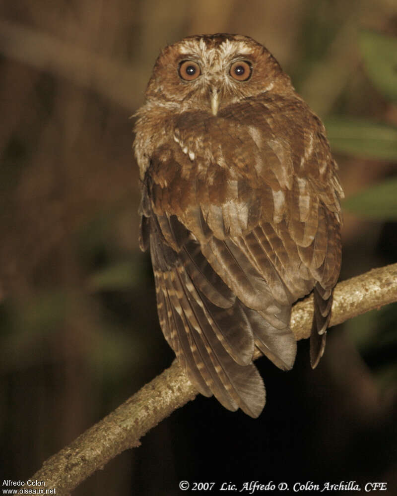 Puerto Rican Screech Owl