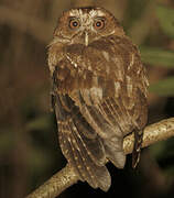 Puerto Rican Screech Owl