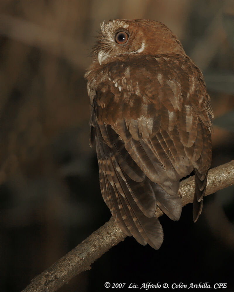 Puerto Rican Screech Owl