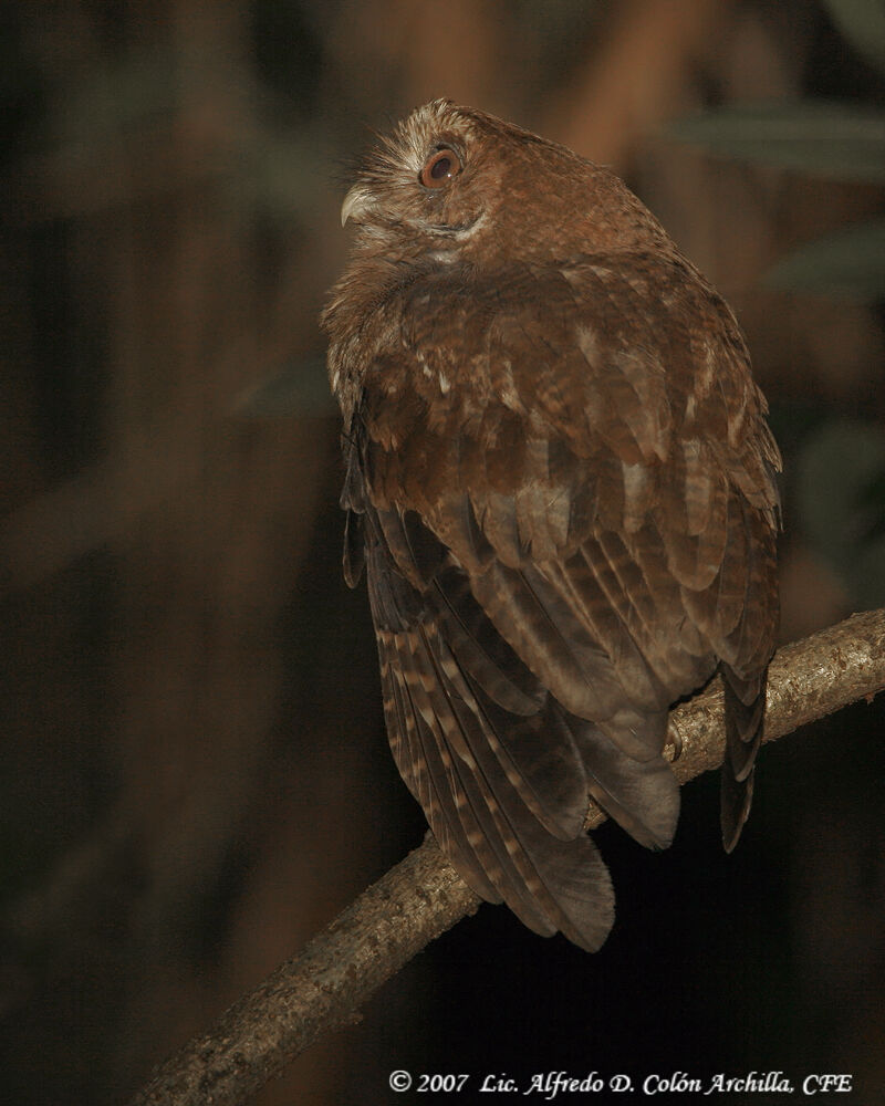 Puerto Rican Owl