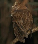 Puerto Rican Screech Owl