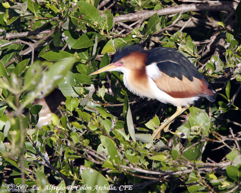 Petit Blongios mâle adulte, identification