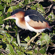 Least Bittern