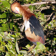 Least Bittern