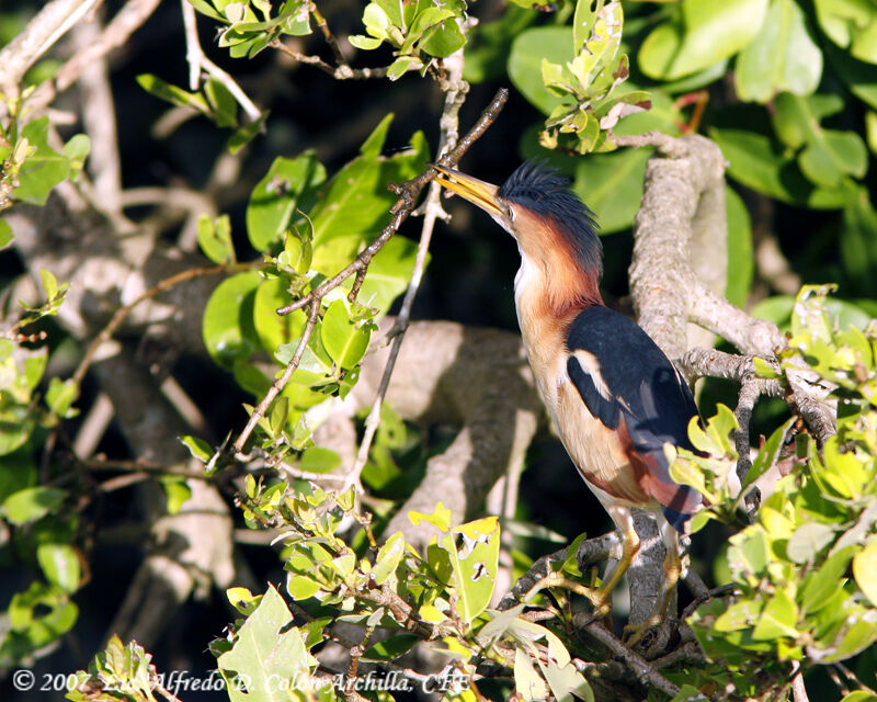 Least Bittern male