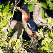 Least Bittern