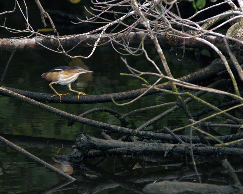 Least Bittern