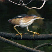 Least Bittern