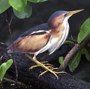 Least Bittern