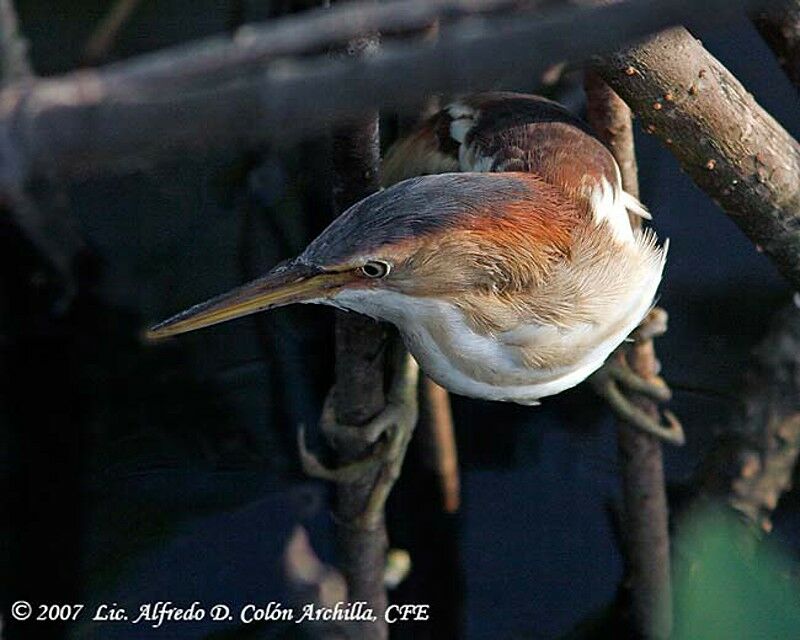 Least Bittern