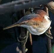 Least Bittern