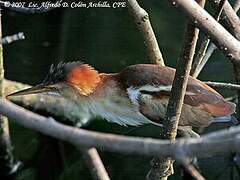 Least Bittern