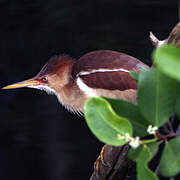 Least Bittern