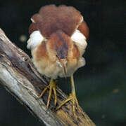 Least Bittern