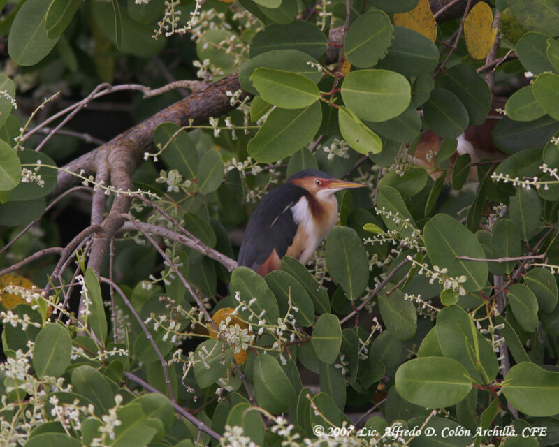 Least Bittern