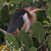 Least Bittern