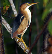 Least Bittern