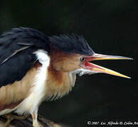 Least Bittern