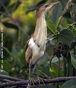 Least Bittern