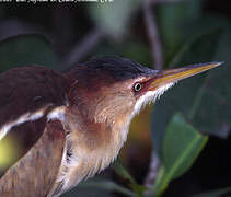 Least Bittern