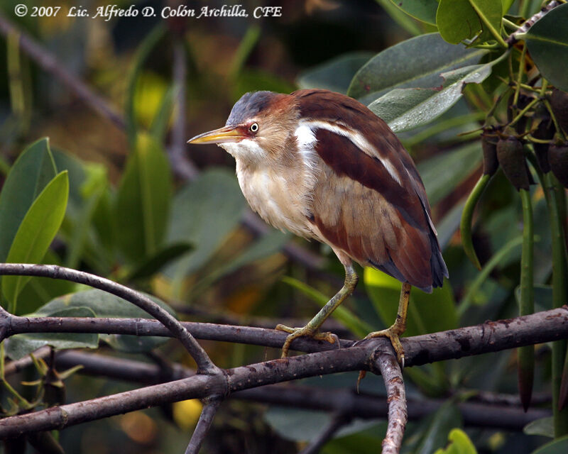 Least Bittern