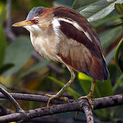 Least Bittern