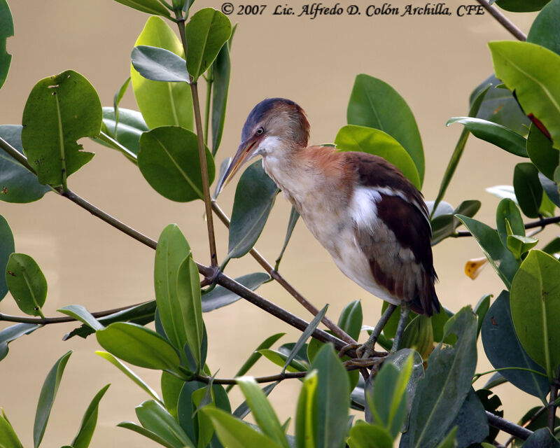 Least Bittern