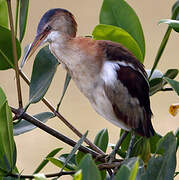 Least Bittern