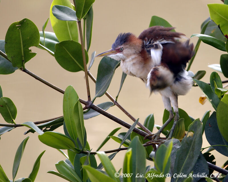 Least Bittern