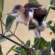 Least Bittern