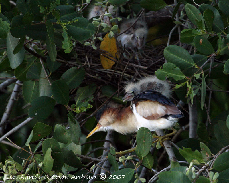 Least Bittern