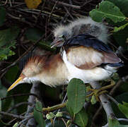 Least Bittern