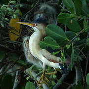 Least Bittern