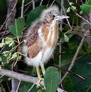 Least Bittern