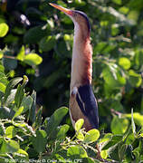 Least Bittern