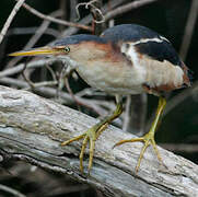 Least Bittern