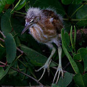 Least Bittern