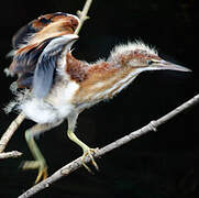 Least Bittern