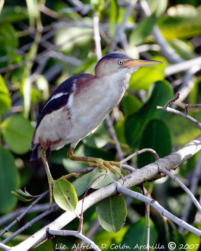 Least Bittern