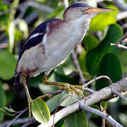 Least Bittern