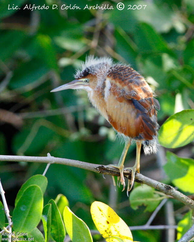 Least Bitternjuvenile, identification