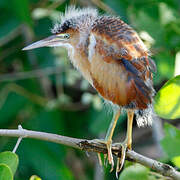 Least Bittern