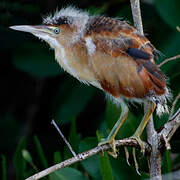 Least Bittern