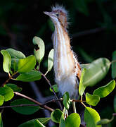 Least Bittern