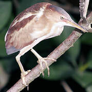 Least Bittern